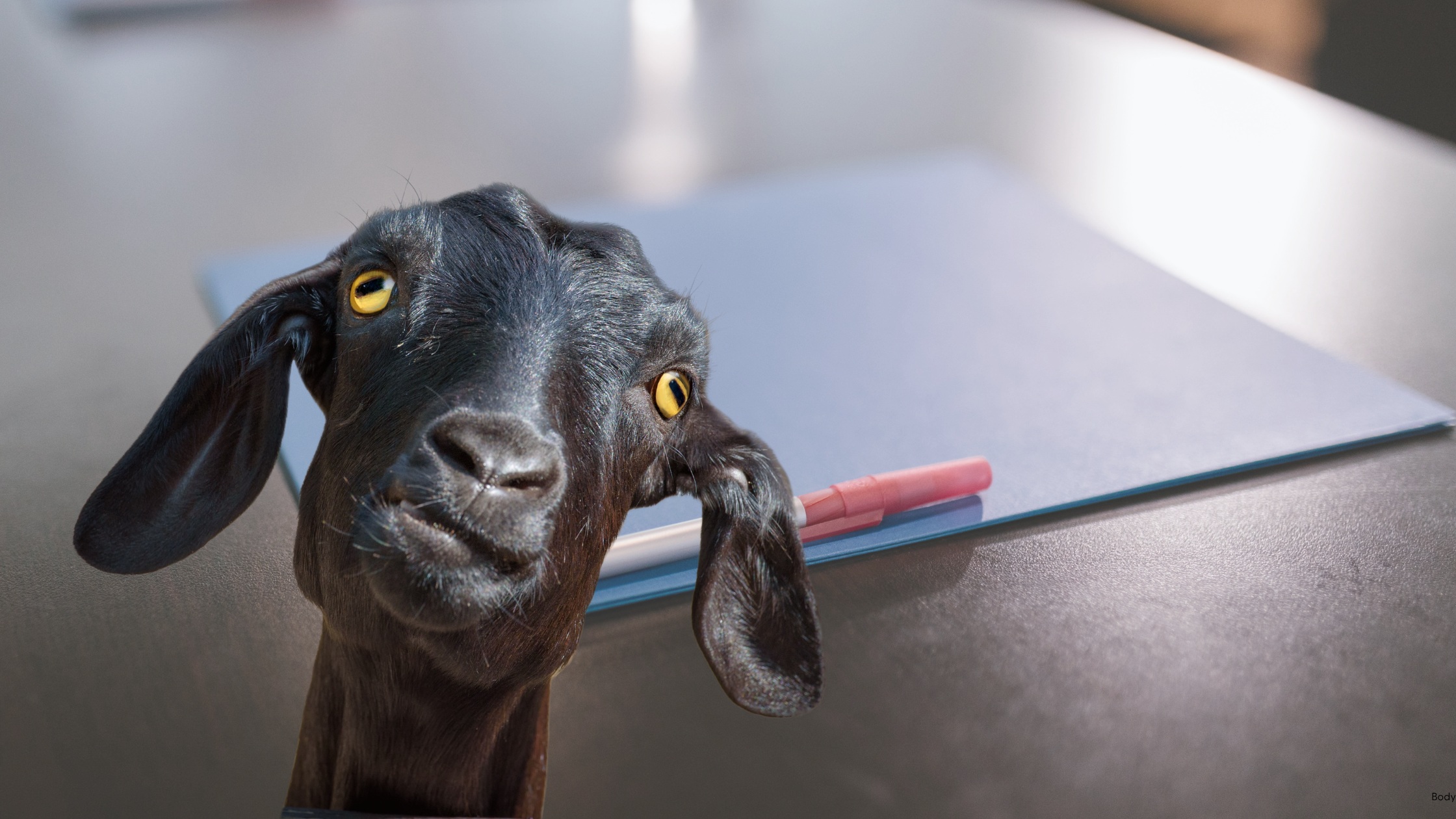 Curious goat resting chin on desk folder with red pen, illustrating unexpected business disruptions and leadership design gaps